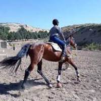 باشگاه سوارکاری کوثر(مهام)