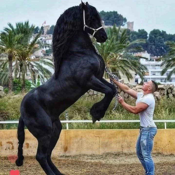 باشگاه سواری کاری گلاب باشگاه سواری کاری گلاب